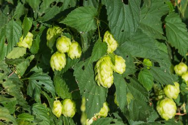 Bira ve ekmek yapmak için yeşil taze kozalaklar yakın plan, tarımsal arka plan