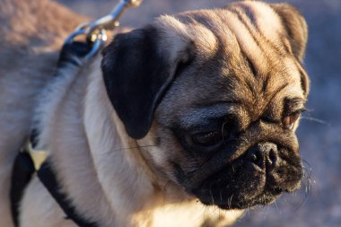 Açık havada oynayan yeni doğan pug köpek. Güzel erkek Pug köpek yavrusu portresi.