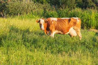 İnekler çayırlarda otluyor..