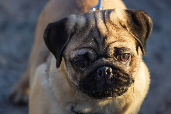 Açık havada oynayan yeni doğan pug köpek. Güzel erkek Pug köpek yavrusu portresi.
