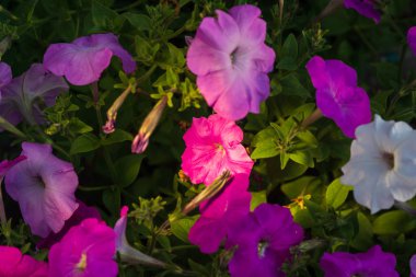 Düğün sahnesi için güzel çiçek arkaplanı.