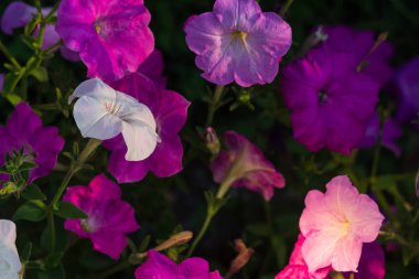 Düğün sahnesi için güzel çiçek arkaplanı.