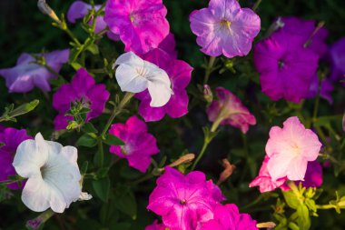 Düğün sahnesi için güzel çiçek arkaplanı.