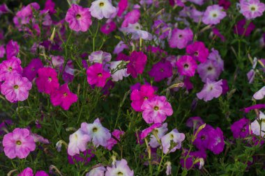 Düğün sahnesi için güzel çiçek arkaplanı.