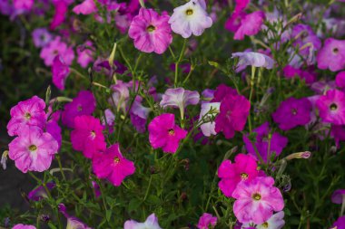 Düğün sahnesi için güzel çiçek arkaplanı.