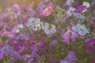 Düğün sahnesi için güzel çiçek arkaplanı.