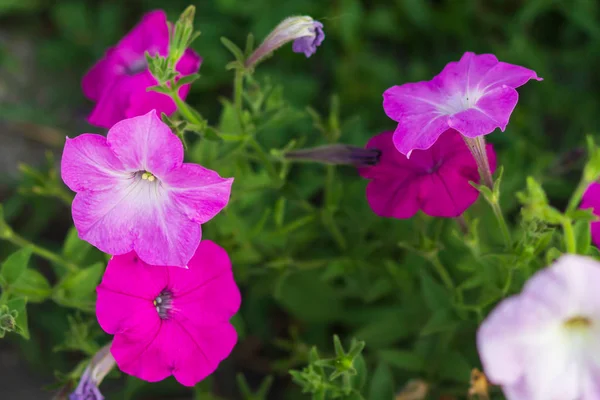 Düğün sahnesi için güzel çiçek arkaplanı.