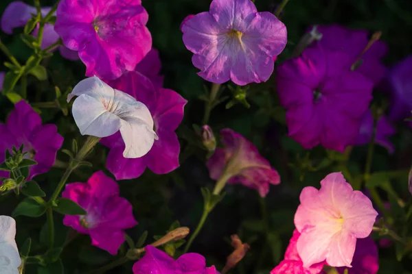 Düğün sahnesi için güzel çiçek arkaplanı.