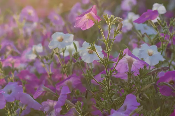 Düğün sahnesi için güzel çiçek arkaplanı.