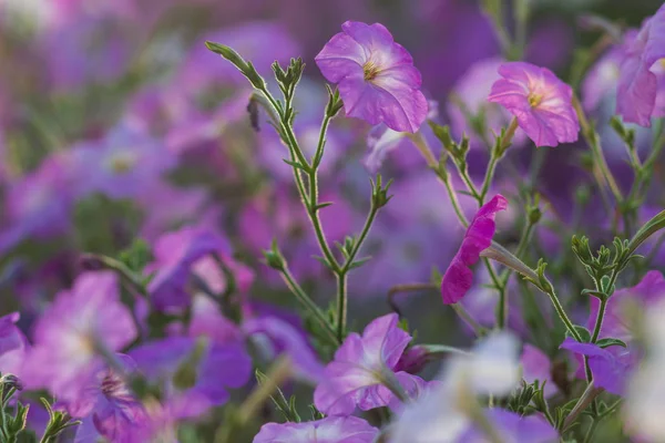 Düğün sahnesi için güzel çiçek arkaplanı.
