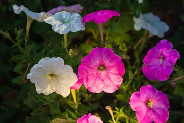 Düğün sahnesi için güzel çiçek arkaplanı.