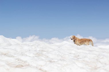 Golden Retriever karda çeker.