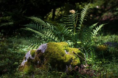 Güneş ışınları, Kayın Ağaçları 'nın Doğal Ormanı' nda parlıyor, eğrelti otları tüm zemini kaplıyor.
