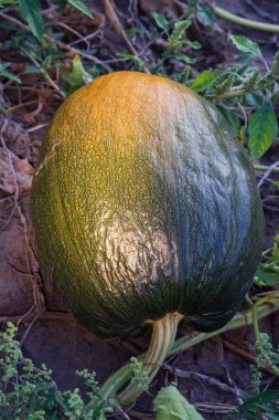 Tipik styrian kabak alan, Avusturya