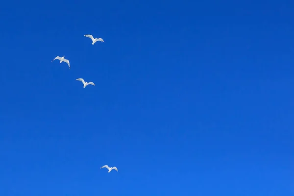 Três Gaivotas Céu Azul — Fotografia de Stock