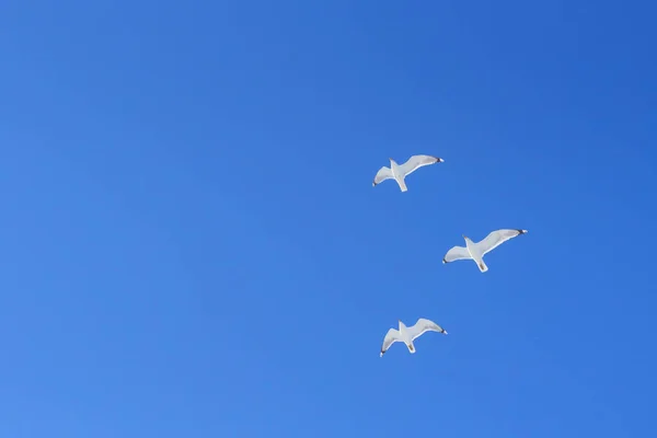 Três Gaivotas Céu Azul — Fotografia de Stock