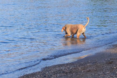 köpek su, yüzme, sıçrama.