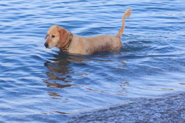 köpek su, yüzme, sıçrama.