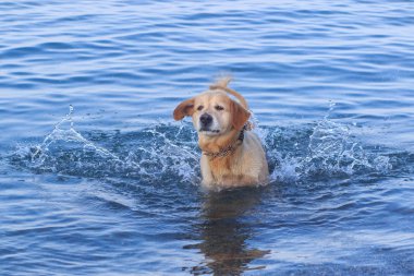 köpek su, yüzme, sıçrama.