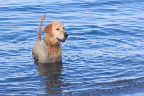 Hond Het Water Zwemmen Splash — Stockfoto