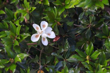 Yeşil yapraklı bir ağaçta üflenmiş güzel manolya çiçeği.