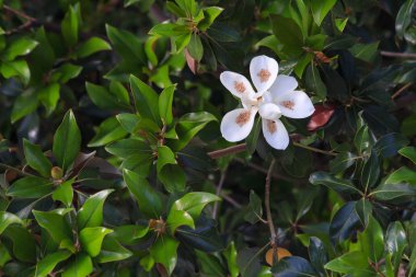 Yeşil yapraklı bir ağaçta üflenmiş güzel manolya çiçeği.