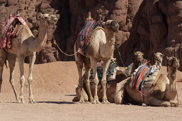 Camel caravan rest on desert sand. Three camels in resting camel caravan scene.