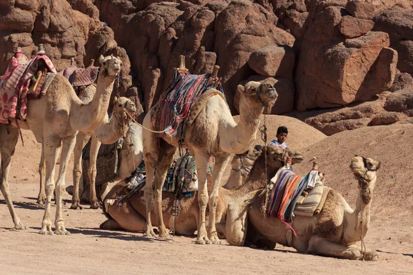 Camel caravan rest on desert sand. Three camels in resting camel caravan scene.