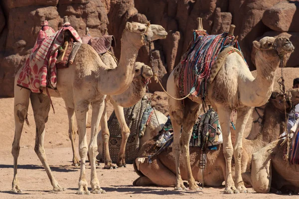 Camel caravan rest on desert sand. Three camels in resting camel caravan scene.