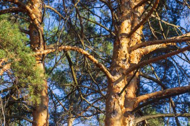 Karanlık Orman arka plan. Karelya orman ağaçları.