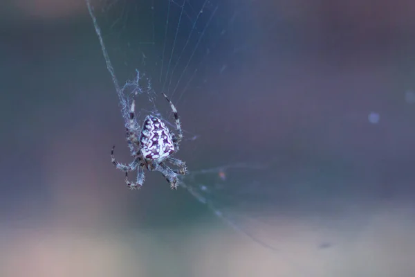 Una Ragnatela Sullo Sfondo Della Natura Ragnatela Ragnatela Dispositivo Creato — Foto Stock