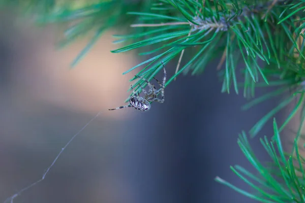 Ένας Ιστός Αράχνης Στο Παρασκήνιο Της Φύσης Αραχνιά Ιστός Αράχνης — Φωτογραφία Αρχείου
