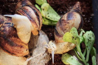 Bahçe salyangoz küçük salyangoz ile büyük salyangoz küçük bir hakkında bakıyor.