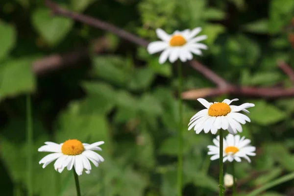 카모마일 Flowers Camomile의 — 스톡 사진