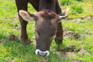 İnekler Karpat Dağları'nda.