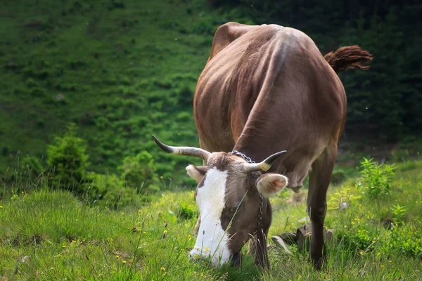 Krowy Karpatach — Zdjęcie stockowe