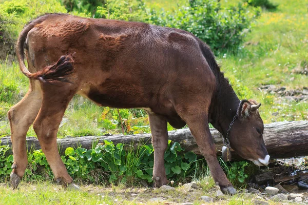 Mucche Nei Carpazi — Foto Stock