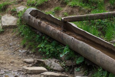 İsviçre yüksek dağlarda tahtadan yapılmış kase içme inek