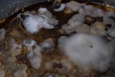 Gıda meyve büyütme kalıp. koyu yeşil ve beyaz turuncu lekeler ile zehirli yeşil küf doku. Makro ile doğal kalıp arka plan. kalıp yeşil tonları.