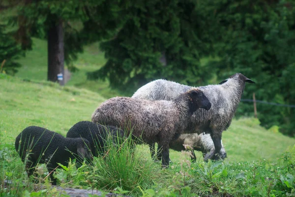 Owce Łące Zielonej Trawie — Zdjęcie stockowe