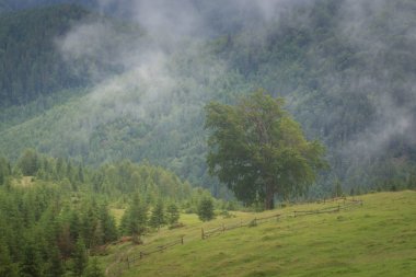 Misty Carpathian dağ manzarası ile çam ormanı, sis dışarı yapışmasını ağaçlar üst kısımları.