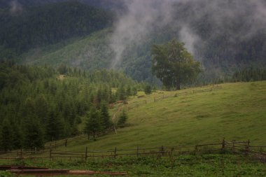 Misty Carpathian dağ manzarası ile çam ormanı, sis dışarı yapışmasını ağaçlar üst kısımları.