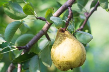 Armut dalında taze armut. Doğal ortamda organik armutlar. Yaz bahçesinde armut hasadı.