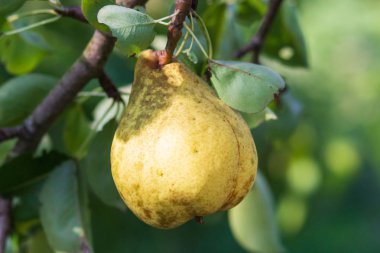 Armut dalında taze armut. Doğal ortamda organik armutlar. Yaz bahçesinde armut hasadı.