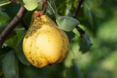 Armut dalında taze armut. Doğal ortamda organik armutlar. Yaz bahçesinde armut hasadı.