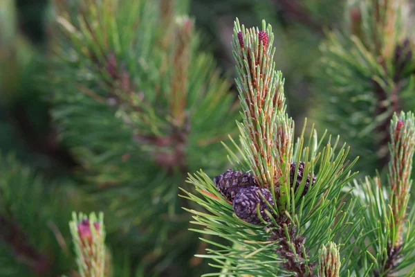 Pinus Sylvestris Koniler Ile — Stok fotoğraf