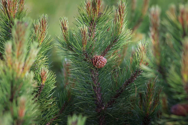 Pinus Sylvestris Koniler Ile — Stok fotoğraf