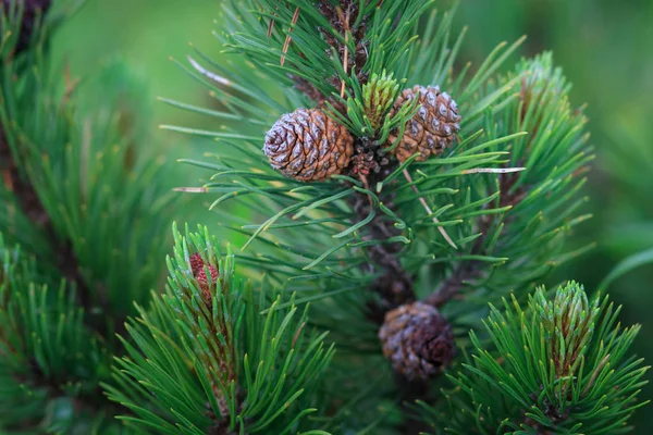 Pinus Sylvestris Koniler Ile — Stok fotoğraf