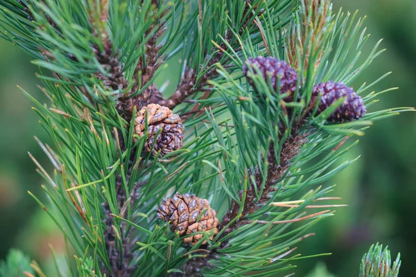 Pinus Sylvestris Koniler Ile — Stok fotoğraf