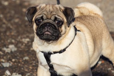 Açık havada oynayan yeni doğan pug köpek. Güzel erkek Pug köpek yavrusu portresi.
